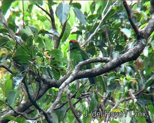 Blue-throated Barbet (Blue-crowned) - ML201172991