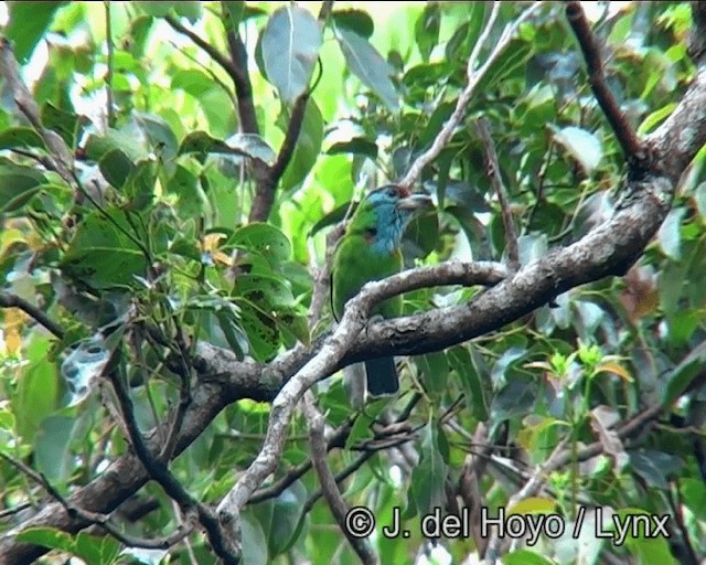 Blue-throated Barbet (Blue-crowned) - ML201173001