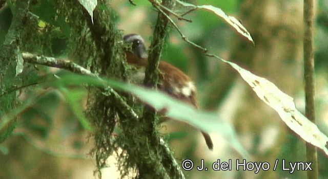 Red-throated Alethe - ML201173071