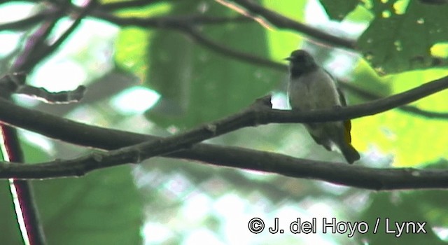 Green Sunbird (Gray-throated) - ML201173141