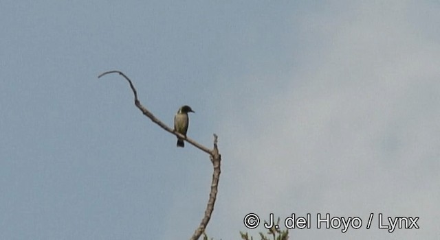 Green Sunbird (Gray-throated) - ML201173161