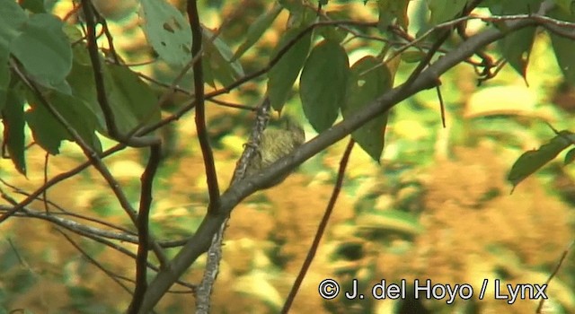 Buff-spotted Woodpecker - ML201173251