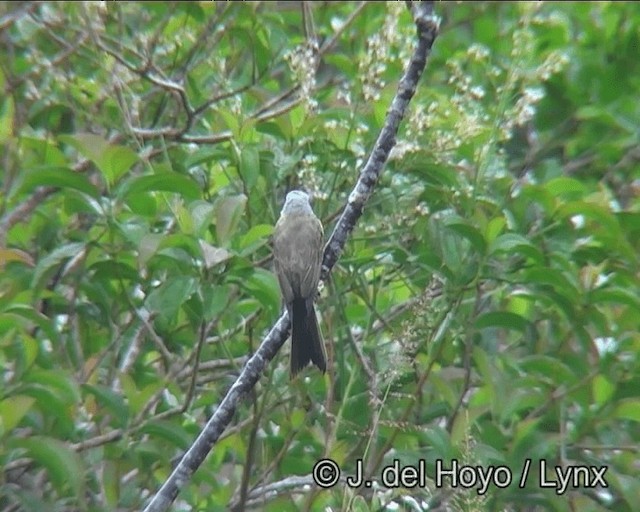 White-throated Kingbird - ML201173421