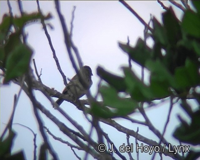 Grassland Sparrow - ML201173441