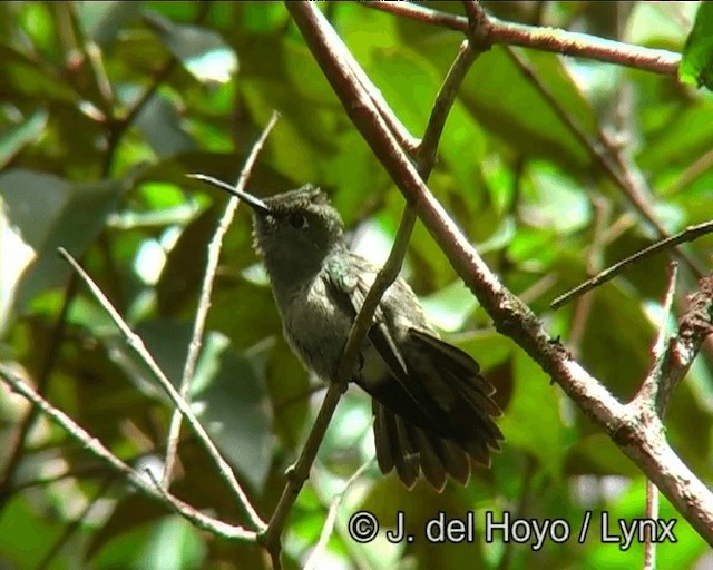 Sombre Hummingbird - ML201173491