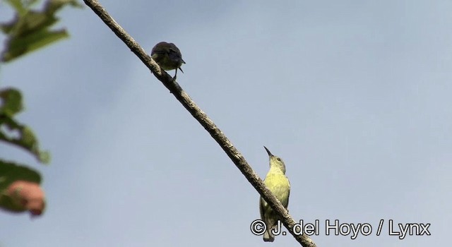 Brown-throated Sunbird - ML201173631