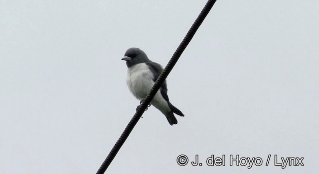 White-breasted Woodswallow - ML201173641