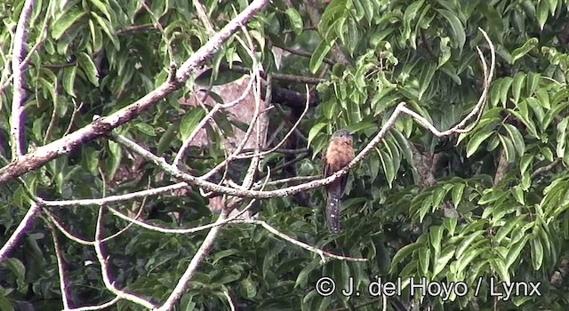Brush Cuckoo (Sulawesi) - ML201173651
