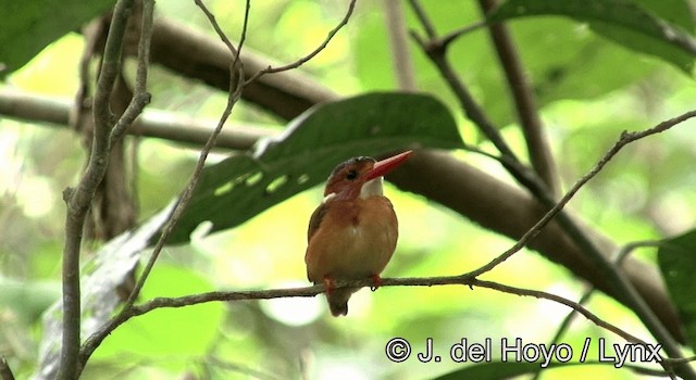Sulawesi Dwarf-Kingfisher - ML201173661