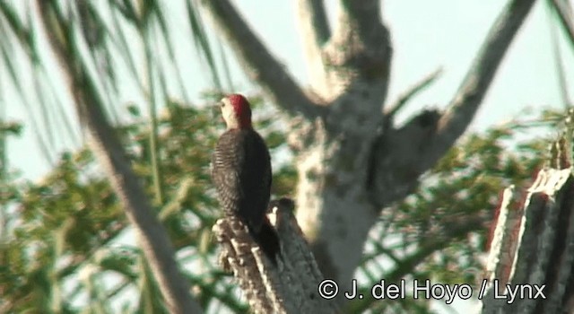 Golden-fronted Woodpecker (Velasquez's) - ML201173811