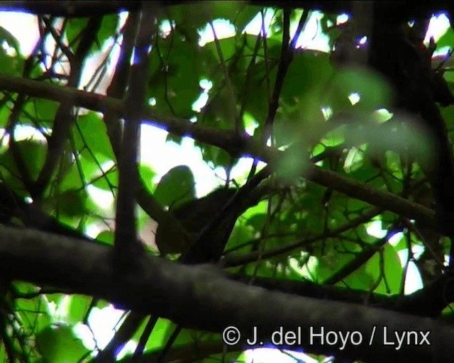 Боливийский крапивник - ML201173921