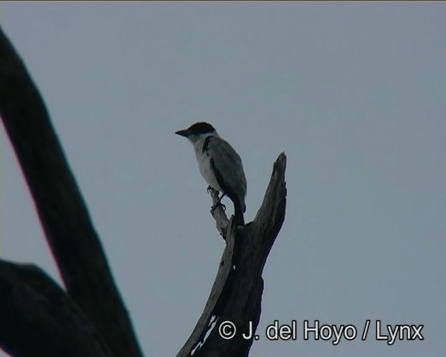 Black-crowned Tityra - ML201173991
