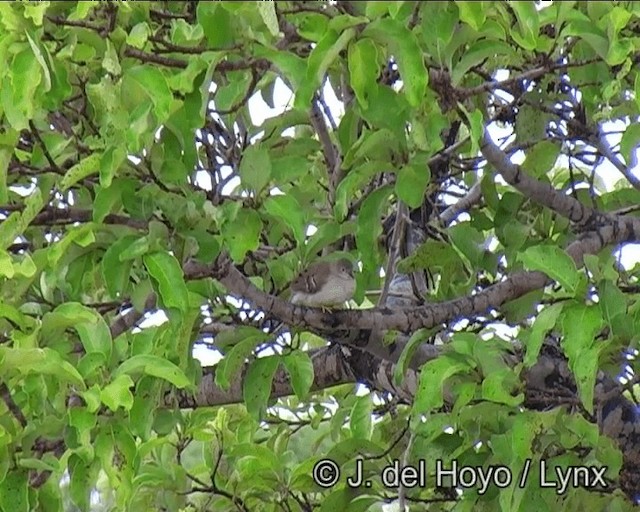Long-tailed Ground Dove - ML201174091