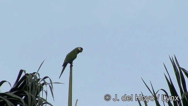 Blue-winged Macaw - ML201174241