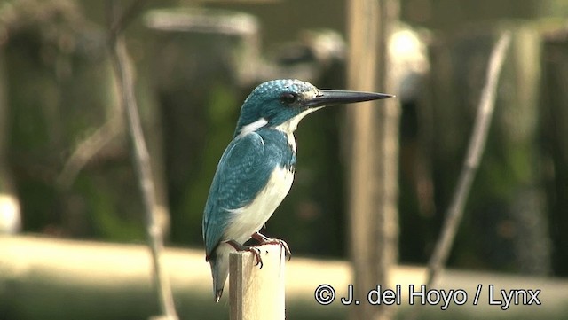 Small Blue Kingfisher - ML201174291