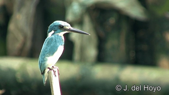 Small Blue Kingfisher - ML201174301