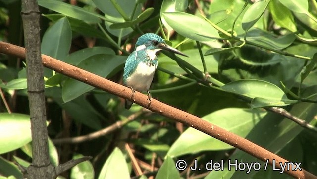 Small Blue Kingfisher - ML201174311