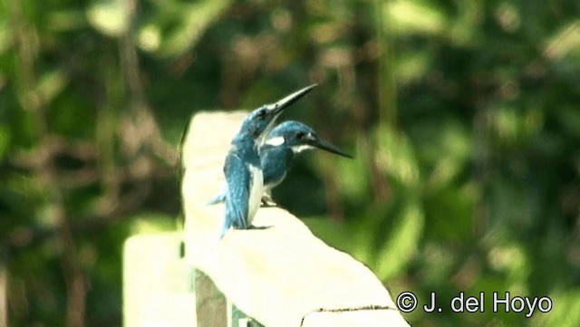 Small Blue Kingfisher - ML201174321