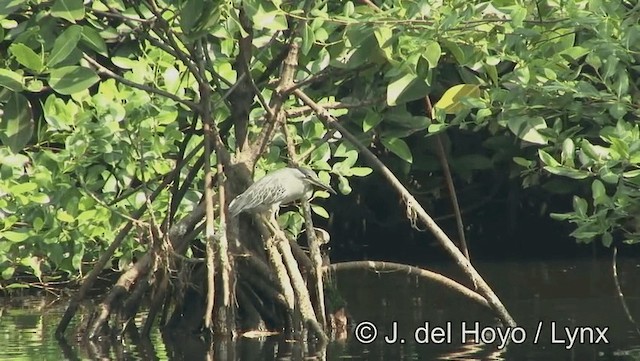 Striated Heron (Old World) - ML201174331