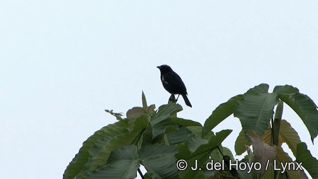Scarlet-browed Tanager - ML201174531