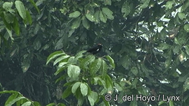 Scarlet-browed Tanager - ML201174541