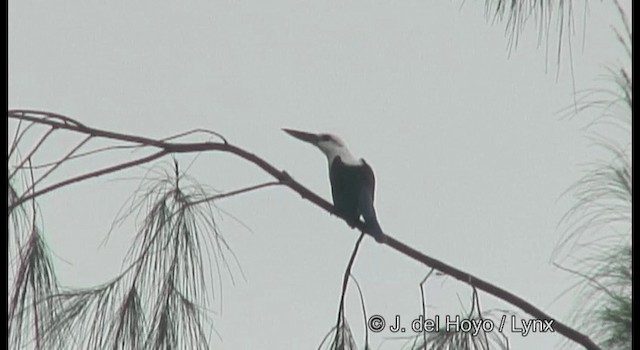 Beach Kingfisher (Beach) - ML201174571