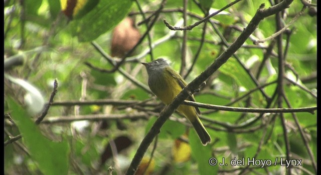 Gray-headed Canary-Flycatcher - ML201174621