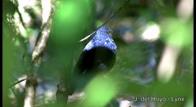 White-tailed Robin (White-tailed) - ML201174651