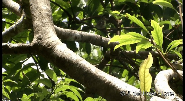 Ashy-throated Warbler - ML201174701