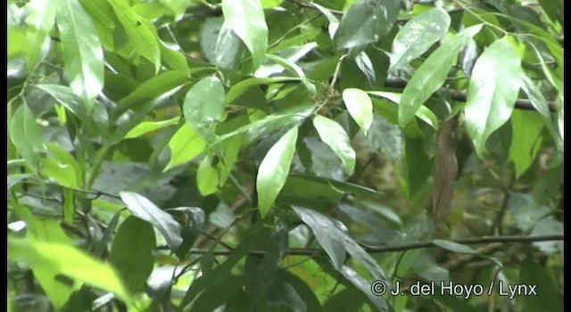 Chestnut-crowned Warbler - ML201174761