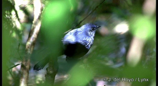 White-tailed Robin (White-tailed) - ML201174791