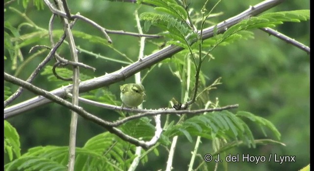 Kloss's Leaf Warbler - ML201175001