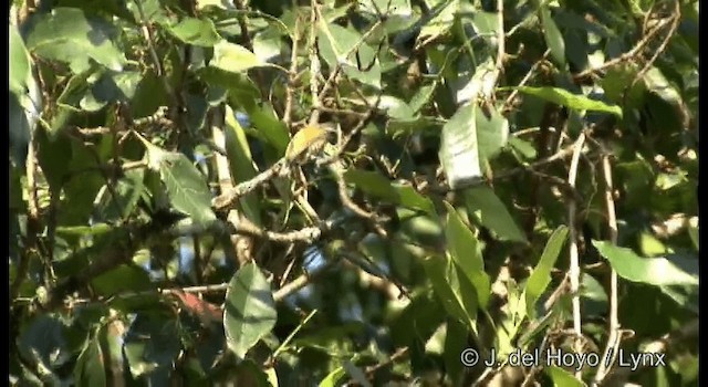 Speckled Piculet - ML201175011