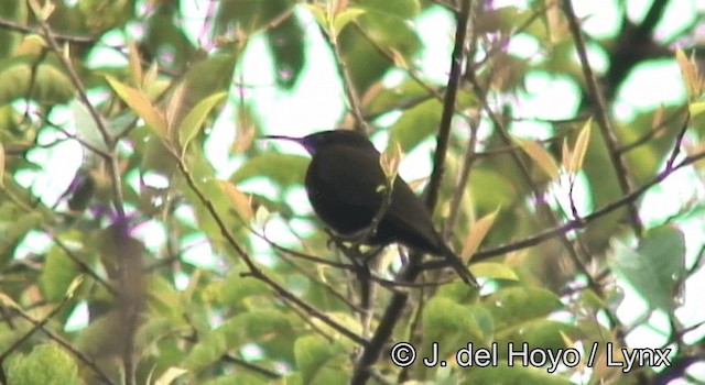 Green-throated Sunbird - ML201175171