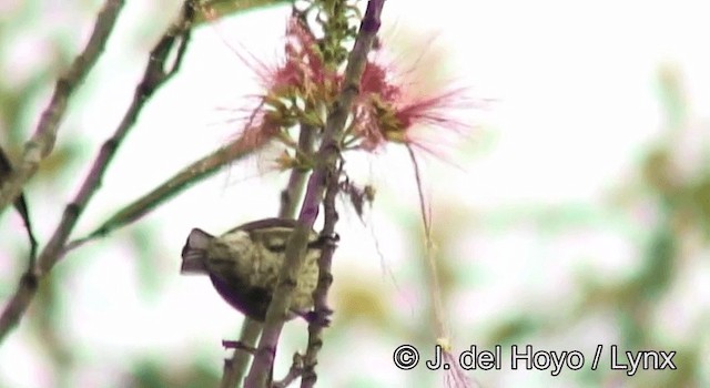 Green-throated Sunbird - ML201175191