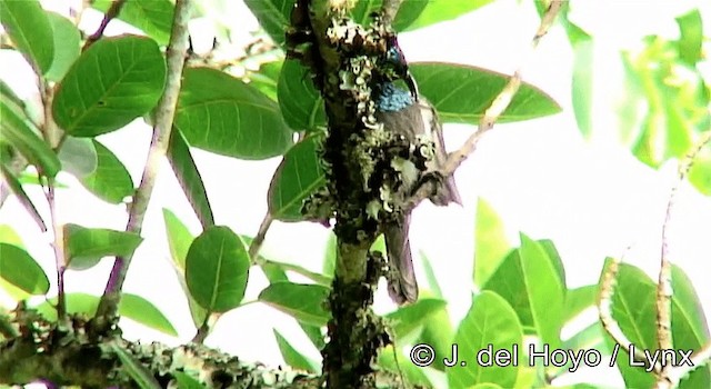 Зелоноголовая нектарница (verticalis/viridisplendens) - ML201175331