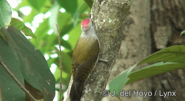 African Gray Woodpecker - ML201175341