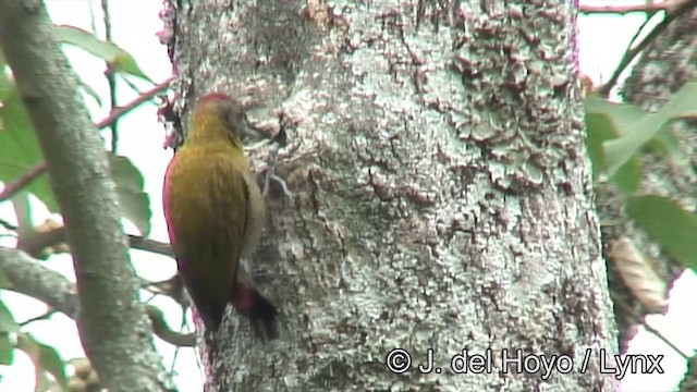 Olive Woodpecker - ML201175351