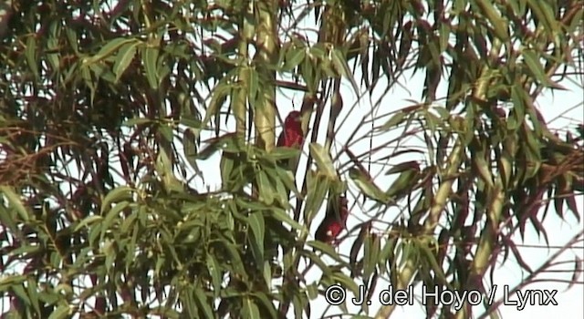 Double-toothed Barbet - ML201175581
