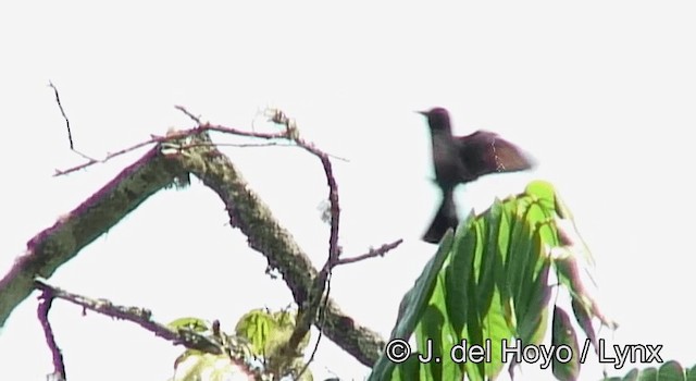 Black Bee-eater - ML201175641