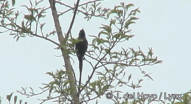 Bronzenektarvogel - ML201175711