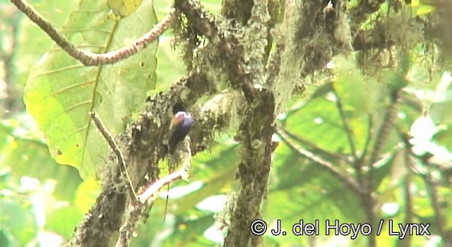 Purple-breasted Sunbird - ML201175721