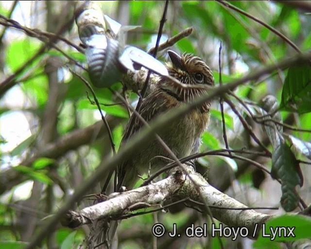 Crescent-chested Puffbird (Greater) - ML201175911
