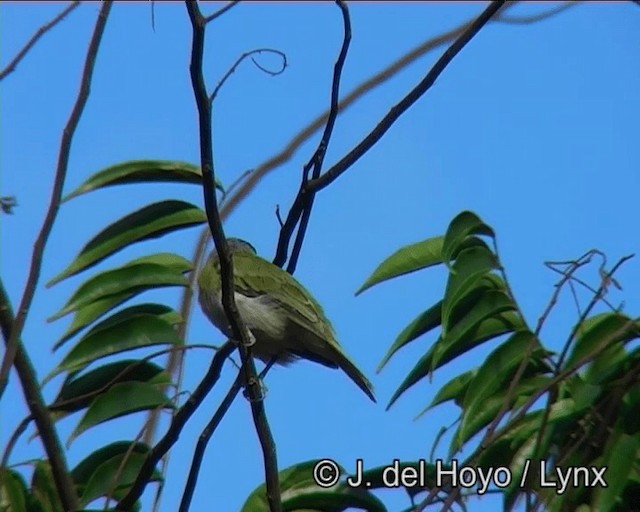 Green-backed Becard (Green-backed) - ML201175971