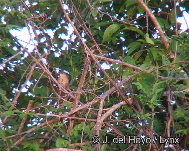 Rufous-fronted Thornbird (Rufous-fronted) - ML201175981