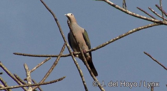 Green Imperial-Pigeon (Rufous-naped) - ML201176031