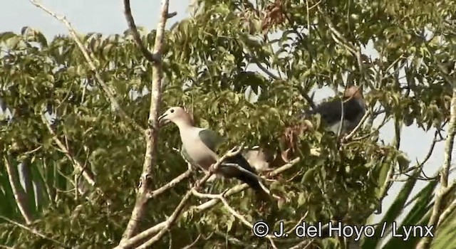 Green Imperial-Pigeon (Rufous-naped) - ML201176041