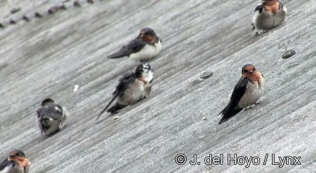 Pacific Swallow (Pacific) - ML201176101