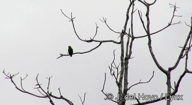 Sulawesi Hanging-Parrot - ML201176111