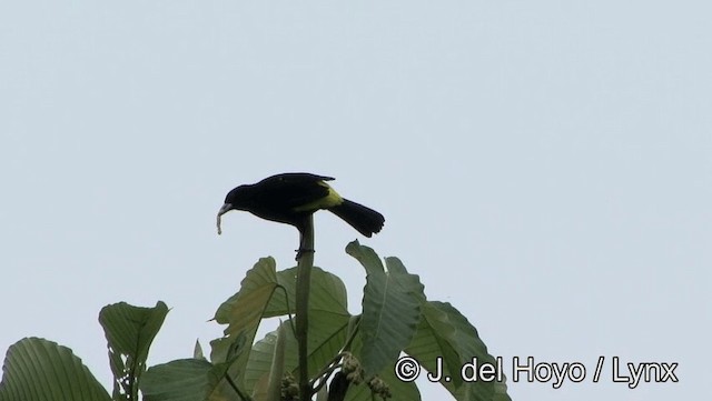 Flame-rumped Tanager (Lemon-rumped) - ML201176671